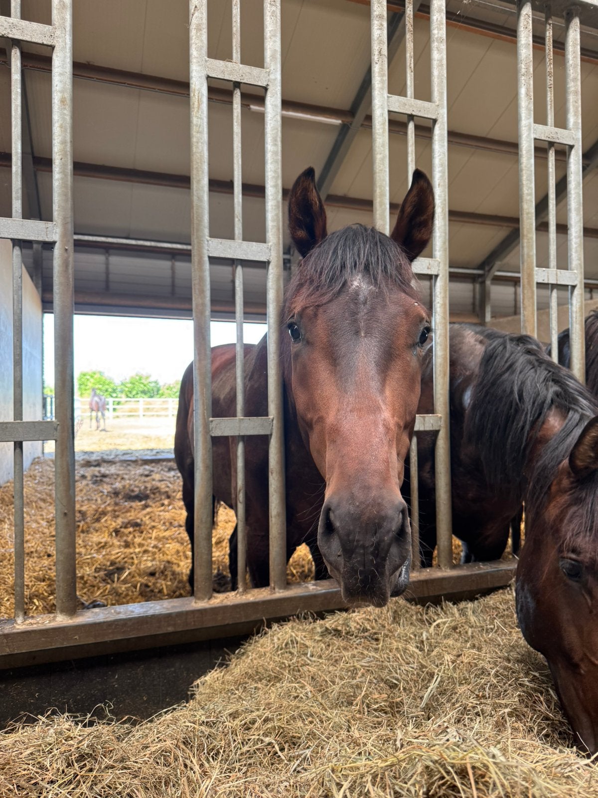 Stalling gezocht voor 2 jonge ruinen, Dieren en Toebehoren, Stalling