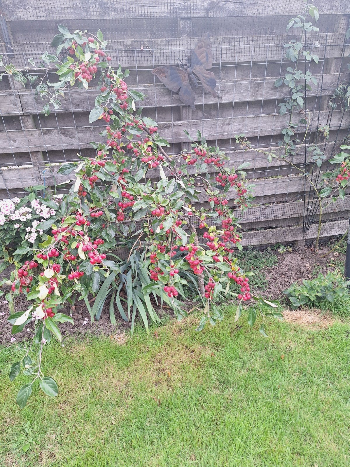 2 Sierappelboompjes - Prachtige decoratieve fruitbomen, Ophalen, Lente, Volle zon, In pot