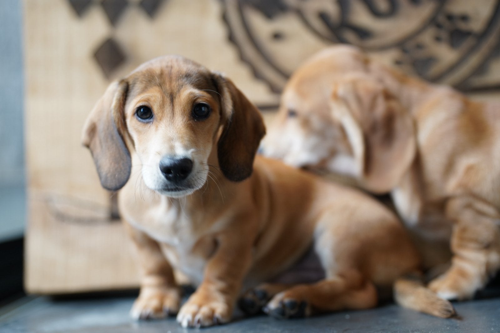 Kortharige Dwergteckel pups | reutjes | korthaar | Teckel, Dieren en Toebehoren, Honden | Teckels en Dashonden, Parvo, Nederland