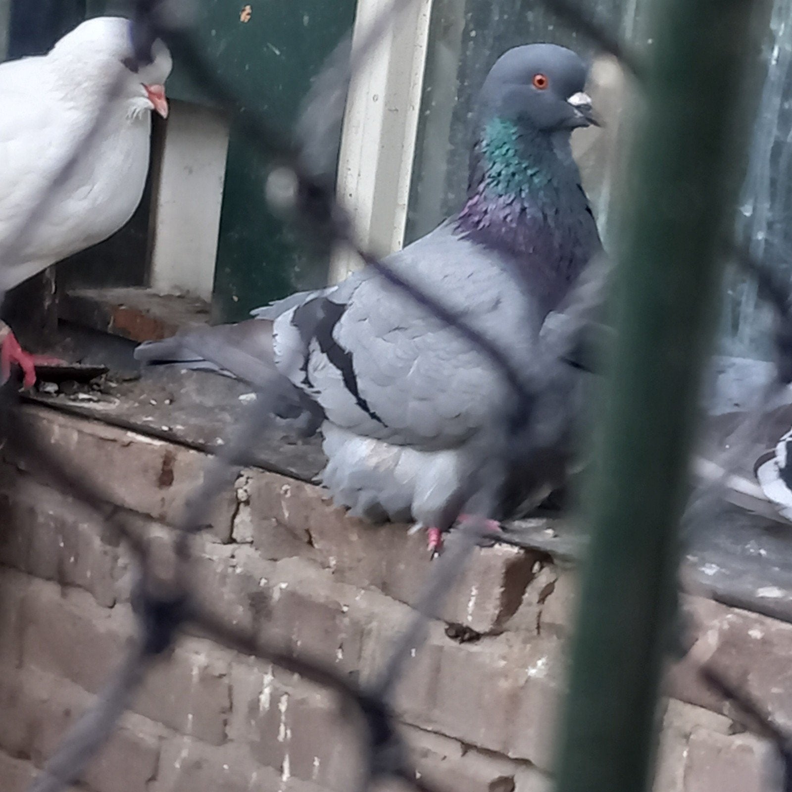 mondaine x king, Dieren en Toebehoren, Vogels | Duiven, Mannelijk, Overige soorten