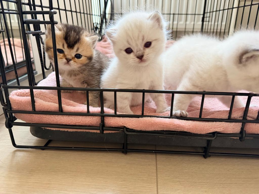 Britse shorthair colorpoint  en golden black shaded kittens!, Dieren en Toebehoren, Katten en Kittens | Raskatten | Korthaar, Meerdere dieren