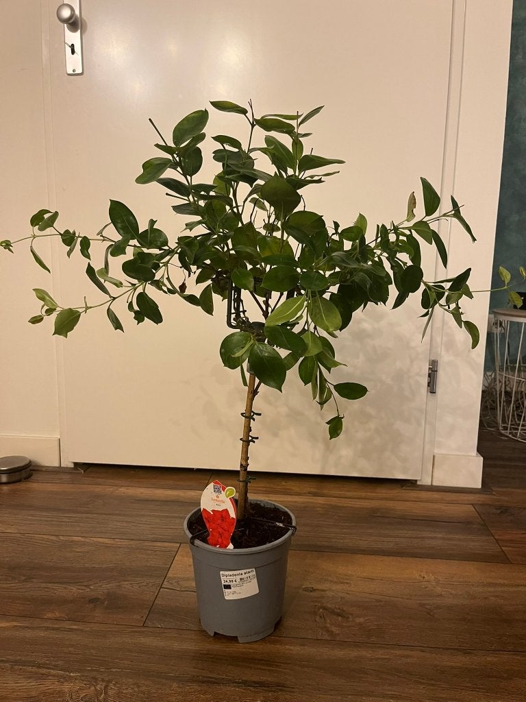 Dipladenia stam, Ophalen, Overige soorten, Volle zon