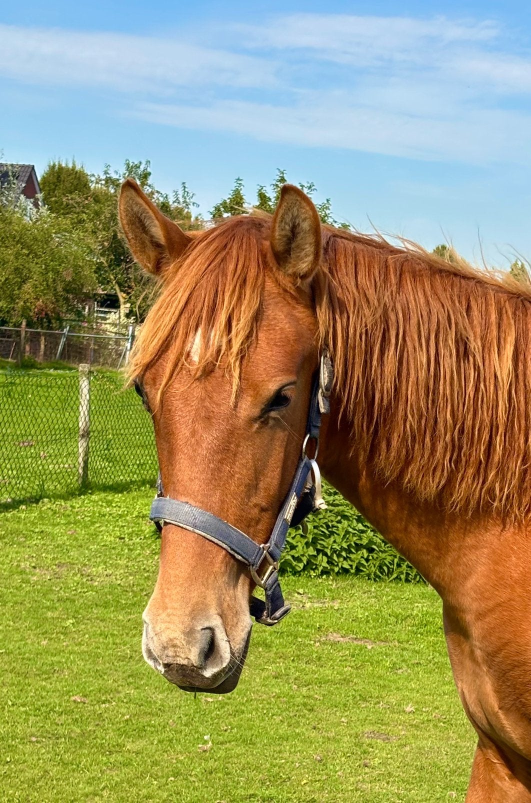 Meerdere PRE Andalusier s wegens inkrimping, Dieren en Toebehoren, Met stamboom, Dressuurpaard, 0 tot 2 jaar, Onbeleerd