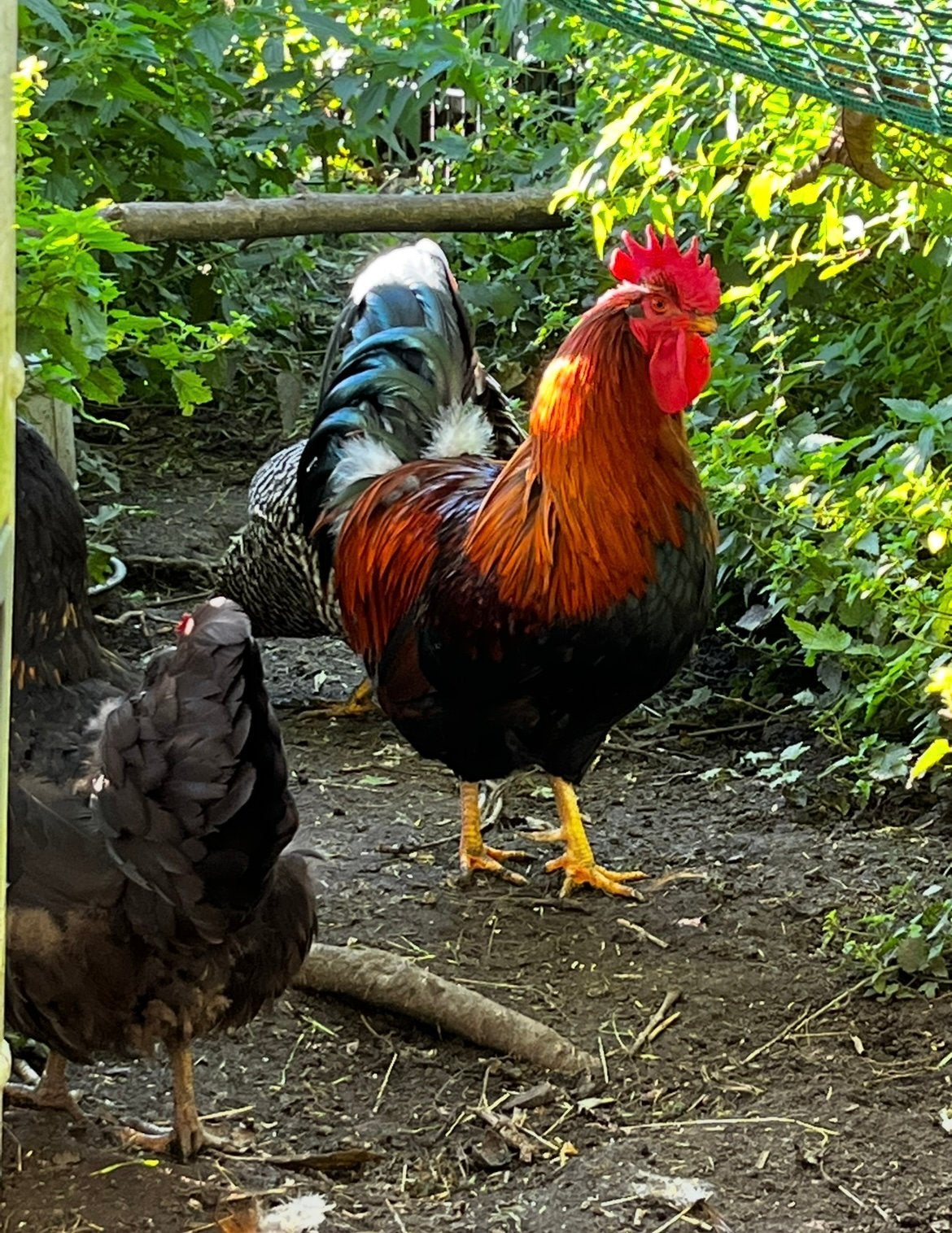 Haan, Dieren en Toebehoren, Mannelijk, Kip