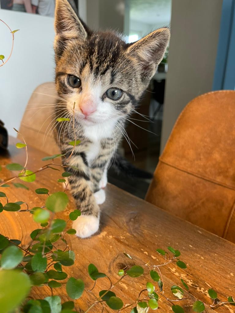 Kitten van de boerderij, Dieren en Toebehoren, Katten en Kittens | Overige Katten, Poes