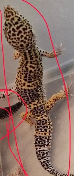 Div. Jonge Luipaard gekko’s  / leopard gecko, Hagedis, 0 tot 2 jaar