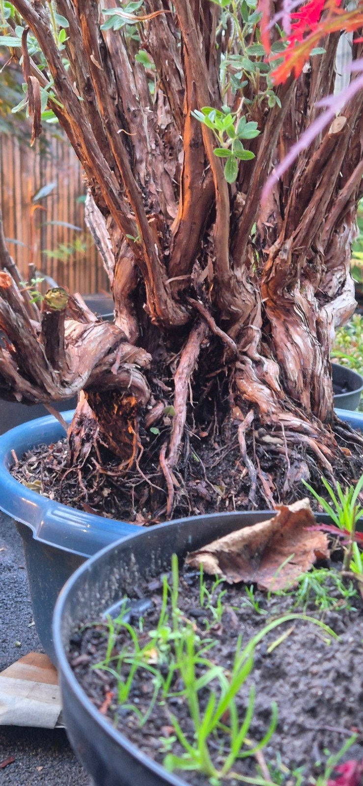 Gele Potentilla Bonsai - Unieke Vaste Plant, Overige soorten, Volle zon, Vaste plant, Ophalen of Verzenden