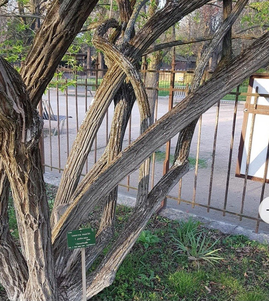 Lonicera maackii (Maack-kamperfoelie) – Sierheester met geur, Ophalen of Verzenden