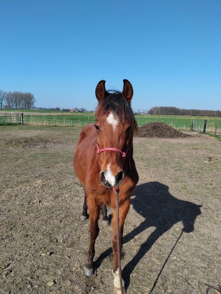 Arabisch volbloed ruin te koop, Dieren en Toebehoren, Minder dan 160 cm, Met stamboom, Ruin, Zadelmak
