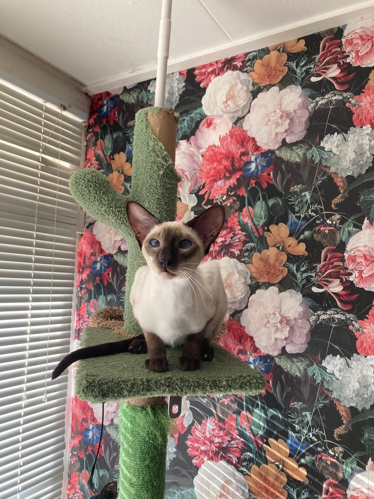 Siamees poesje met stamboom, Dieren en Toebehoren, Poes, Gechipt