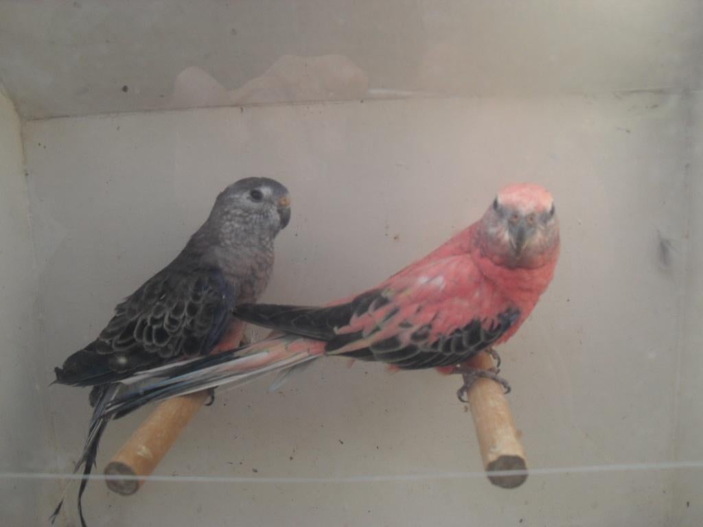 div parkietjes/ zie foto's, Dieren en Toebehoren, Meerdere dieren, Parkiet