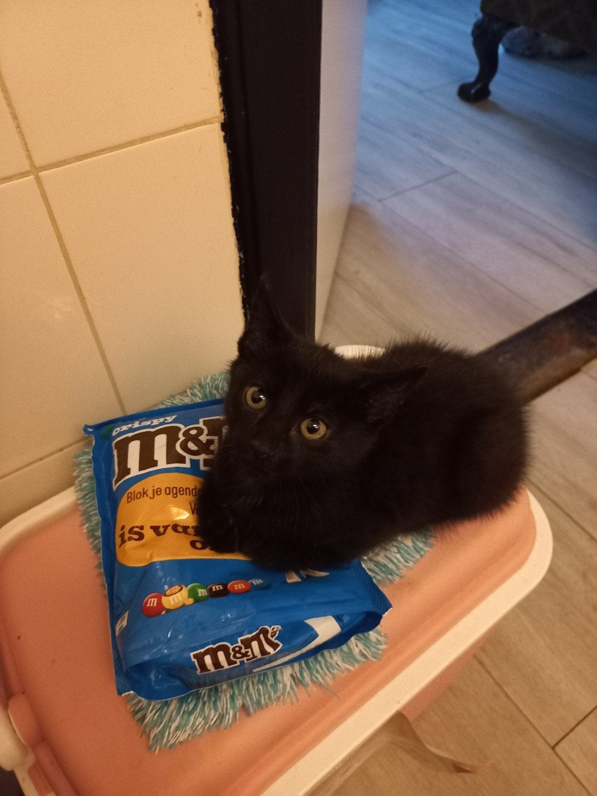Lieve kittens, 19 mei geboren ♡, Poes, 0 tot 2 jaar