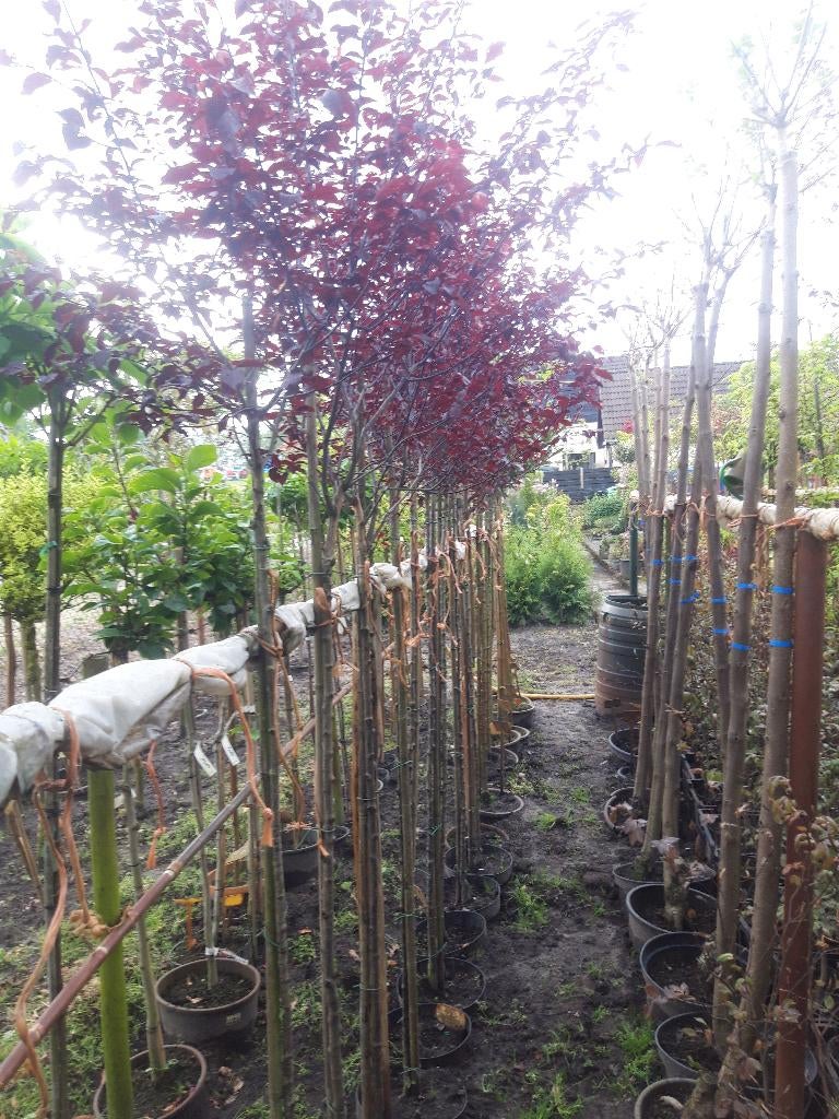 Prunus ceracifera Nigra op stam 150 cm in pot, Tuin en Terras, Planten | Bomen, Bolboom, 100 tot 250 cm, Volle zon, Lente, In pot