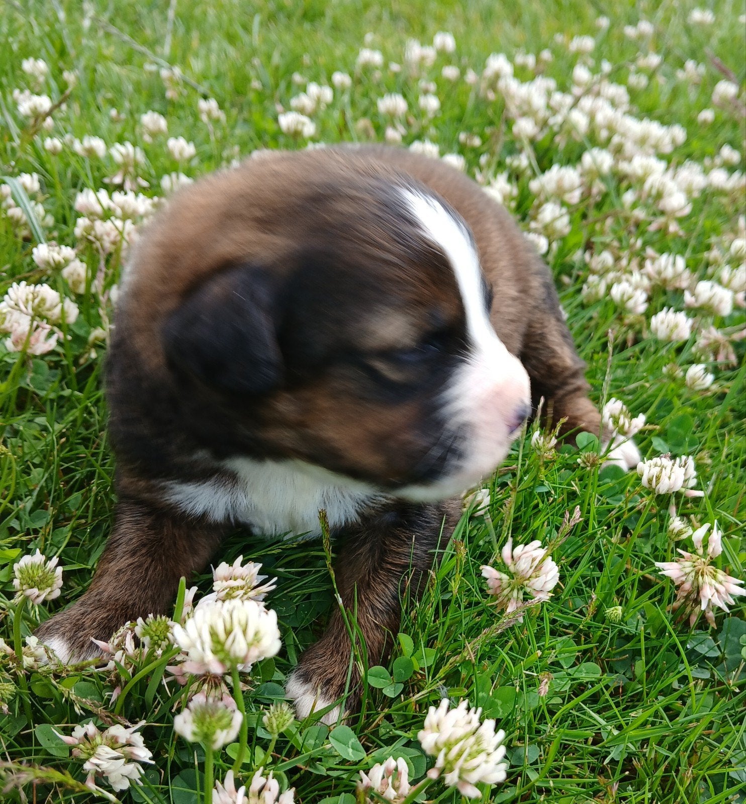 Prachtige boulab pups., Dieren en Toebehoren, Parvo, 8 tot 15 weken, Meerdere, Meerdere dieren