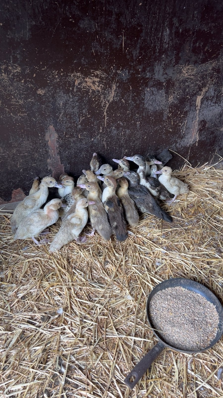 Te koop mooie jonge kaaspe eenden, Dieren en Toebehoren, Meerdere dieren