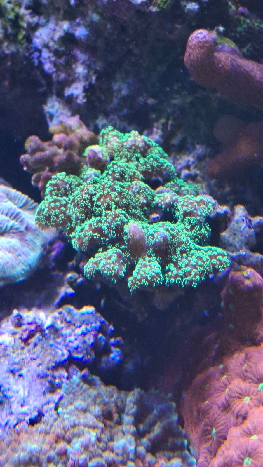 diverse koralen, Dieren en Toebehoren, Vissen | Aquariumvissen, Overige typen, Zoutwatervis