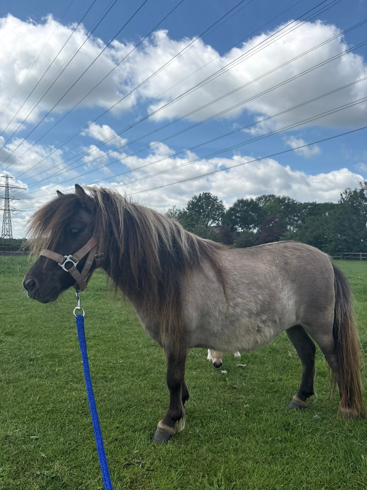 6 jarige shetlander wildkleur merrie, Dieren en Toebehoren, Merrie