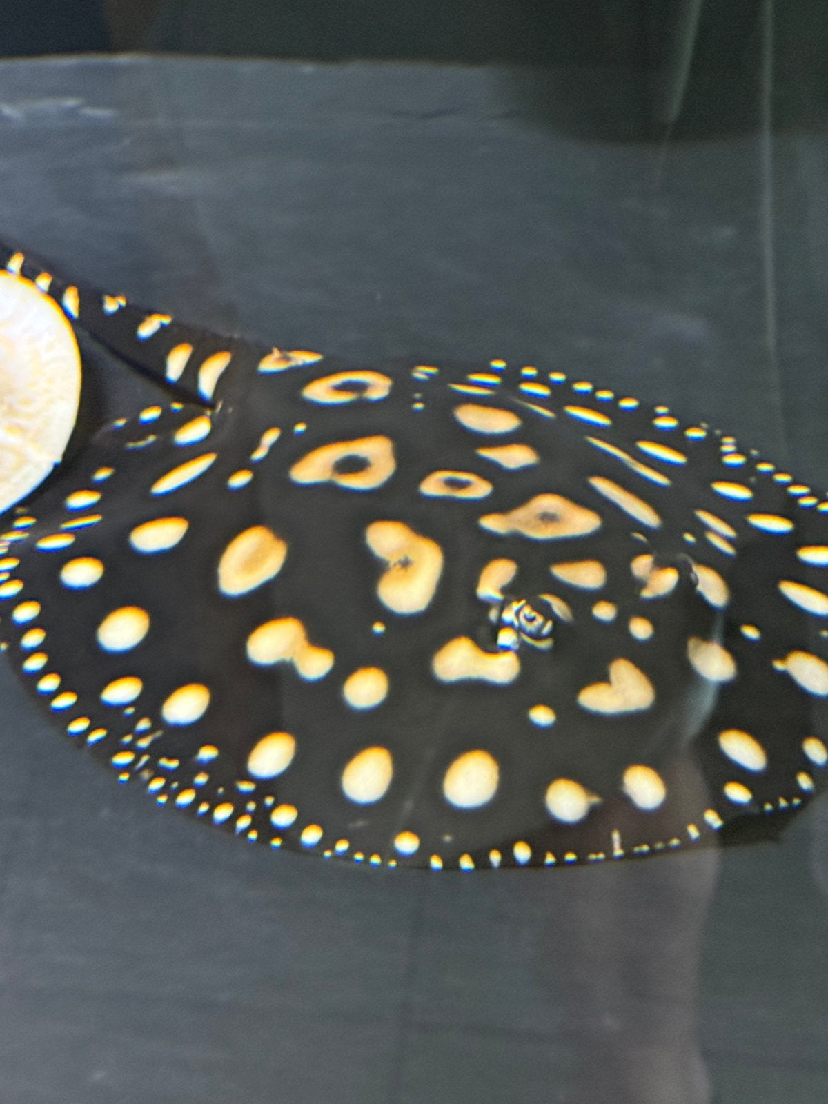 Potamotrygon bd & henlei, Vis