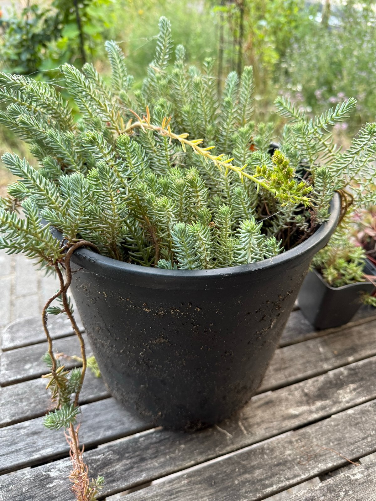 Grote vet plant met pot, Ophalen, Overige soorten, Volle zon