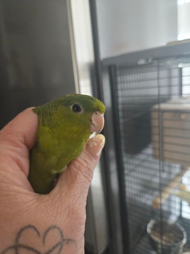Lieve Catharina parkiet half tam, Dieren en Toebehoren, Vogels | Parkieten en Papegaaien, Mannelijk, Parkiet, Tam