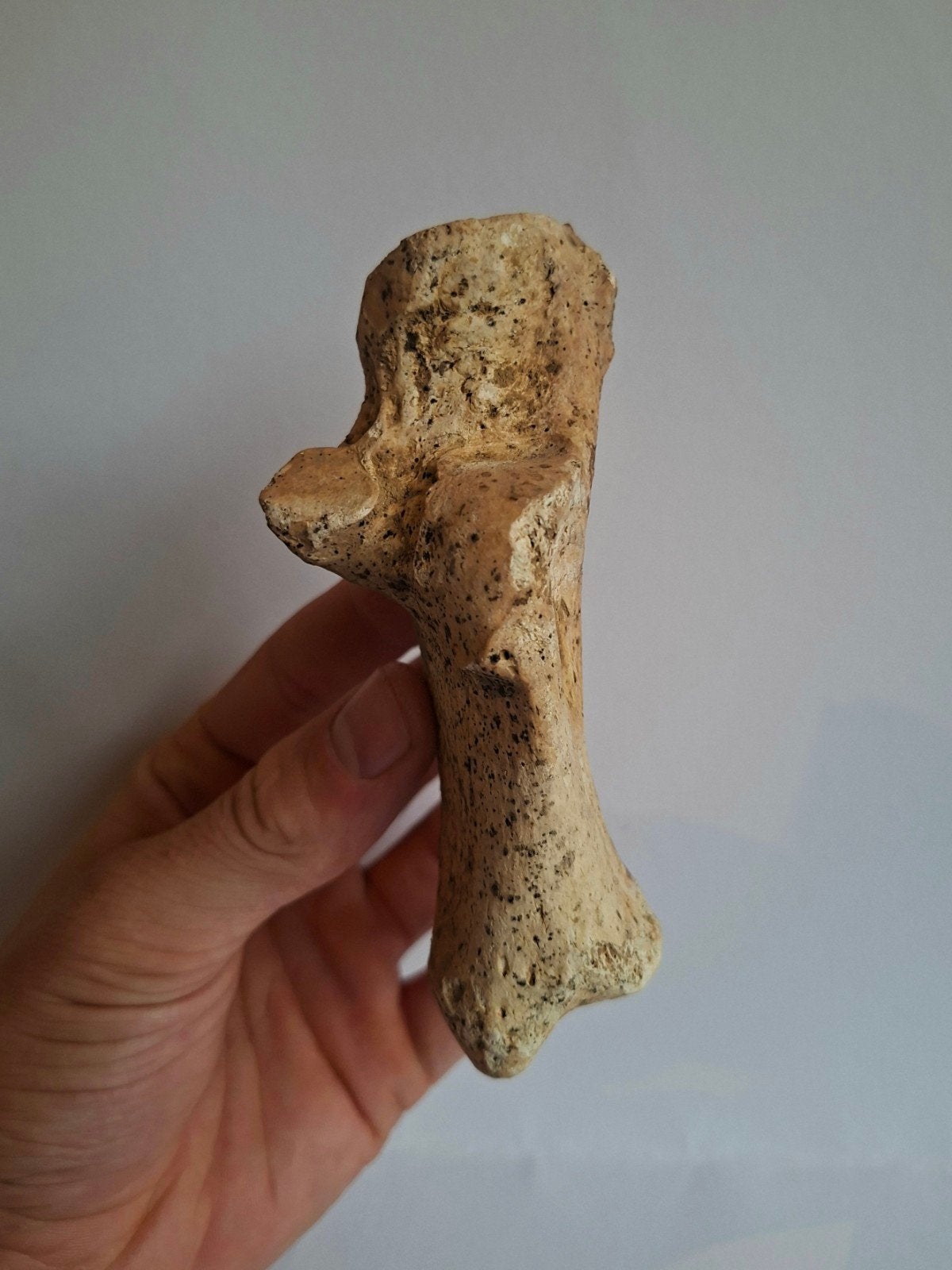 Holenleeuw Panthera spelaea fossiel voetbot calcaneus, Ophalen of Verzenden, Fossiel