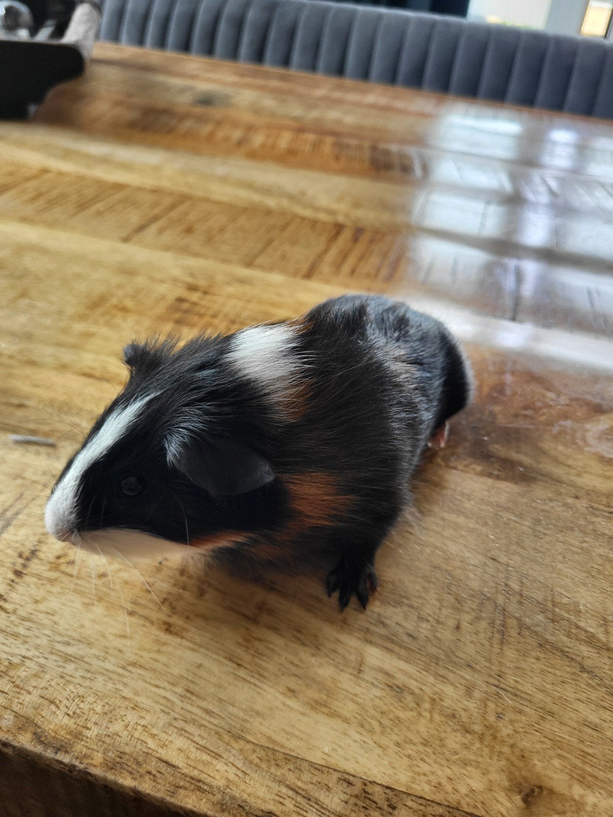 cavia zeugje, Augustus, Vrouwelijk, Cavia