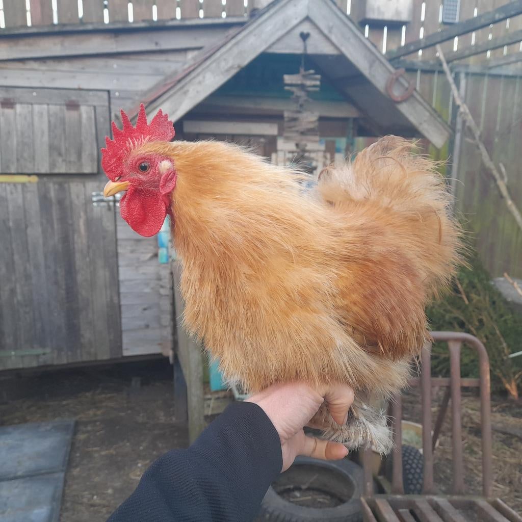 Zeldzaam Cochin krielkip haantje ZIJDEVEER, Mannelijk, Kip