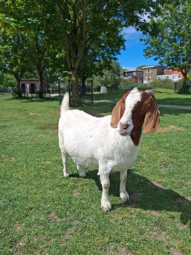 Boergeit, Dieren en Toebehoren, Schapen, Geiten en Varkens, Geit, Vrouwelijk, 3 tot 5 jaar