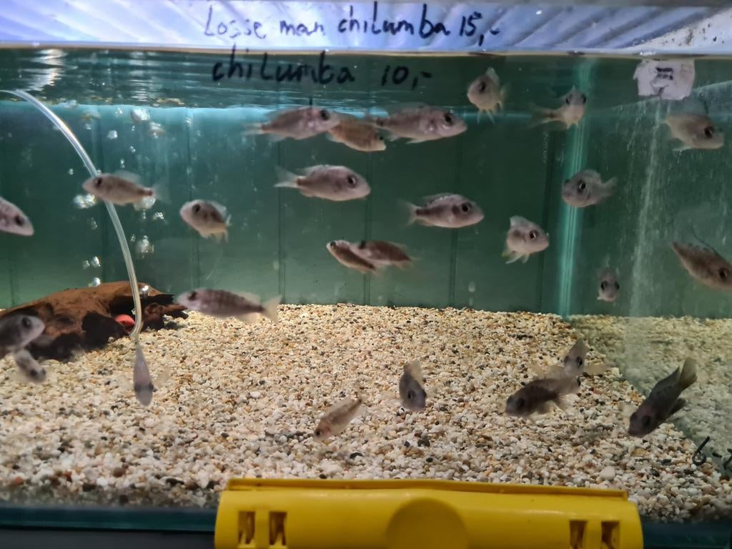 Aulonocara Chilumba Malawi Cichliden, Vis, Zoetwatervis