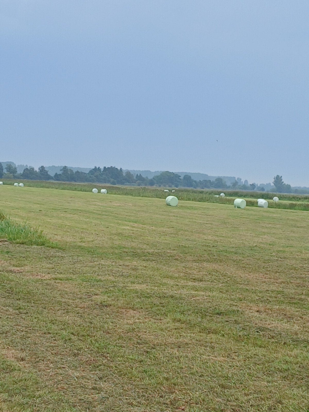 midi balen, Ophalen of Verzenden, Vee