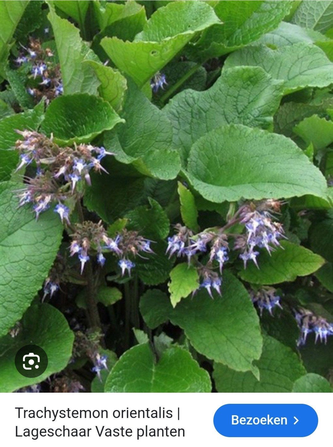 Komkommer kruid, Tuin en Terras, Ophalen, Volle zon