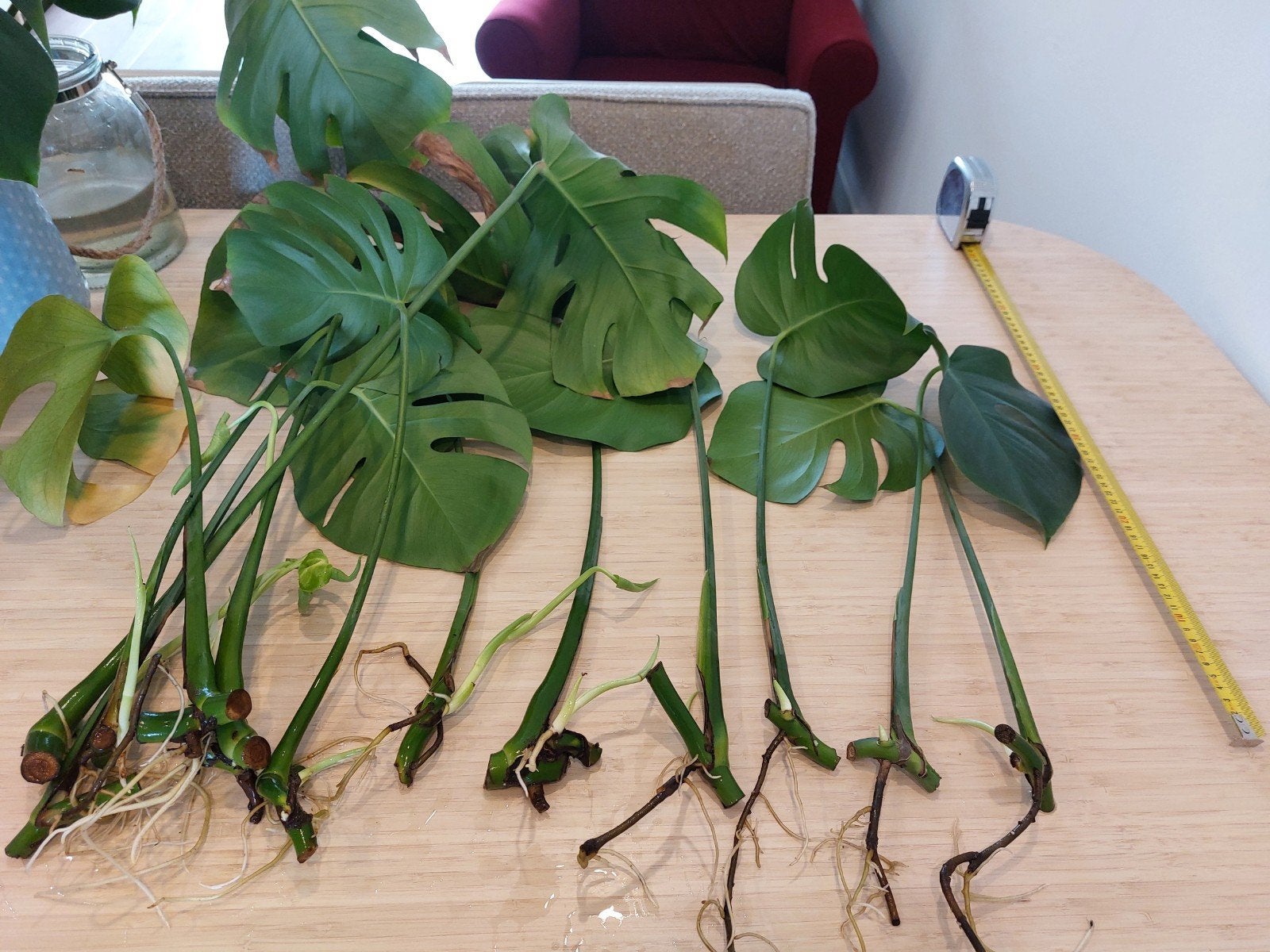 Gewortelde Monstera Deliciosa stekken, Ophalen of Verzenden, Halfschaduw, Minder dan 100 cm