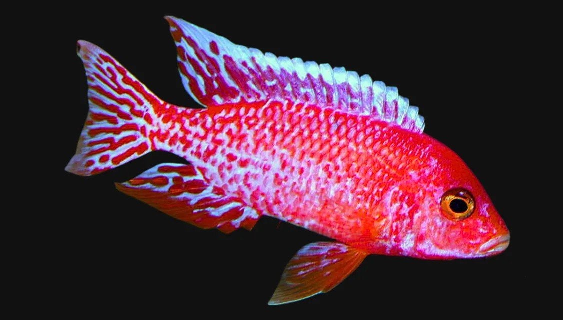 Aulonocara Firefish Malawi Cichliden Showkwaliteit!!, Vis
