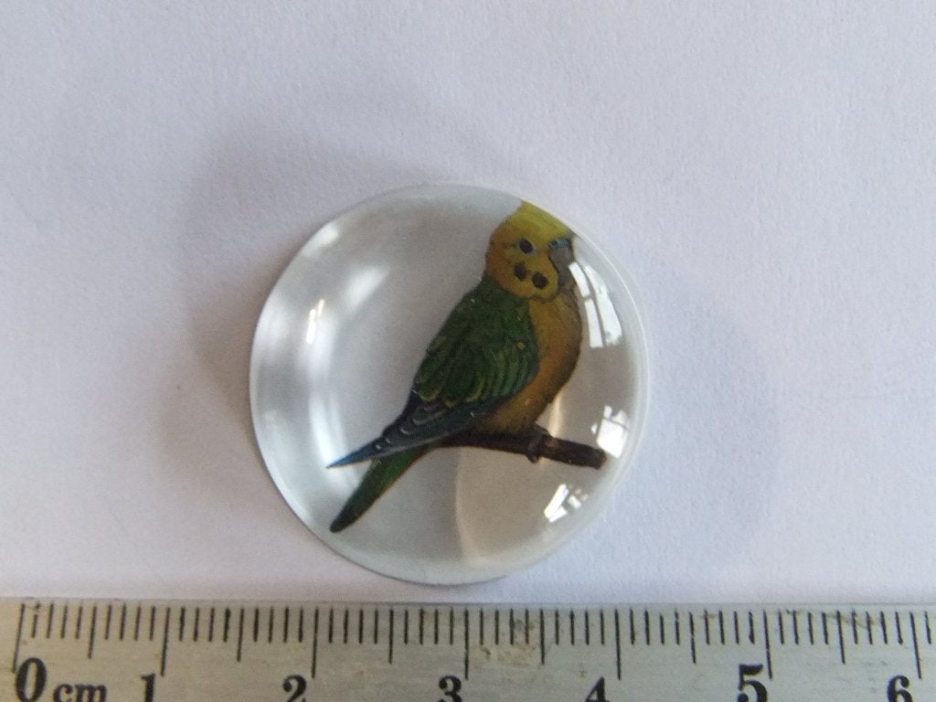 pin of speldje grasparkietje, Verzenden, Nieuw, Overige onderwerpen