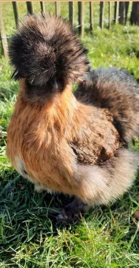 Lieve USA Zijdehoen kuikentjes knuffelkipjes kuiken  silkies, Dieren en Toebehoren, Pluimvee, Geslacht onbekend, Kip