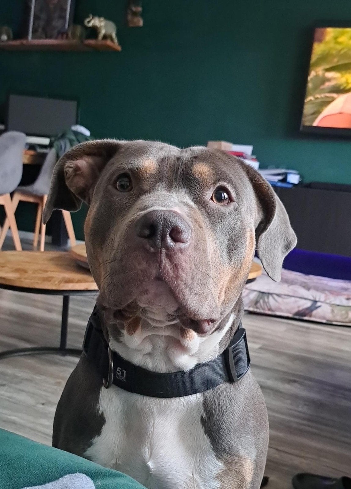 3 jarige Amerikaanse Stafford Kiki, American Staffordshire Terriër, Teef, Eén hond, 3 tot 5 jaar