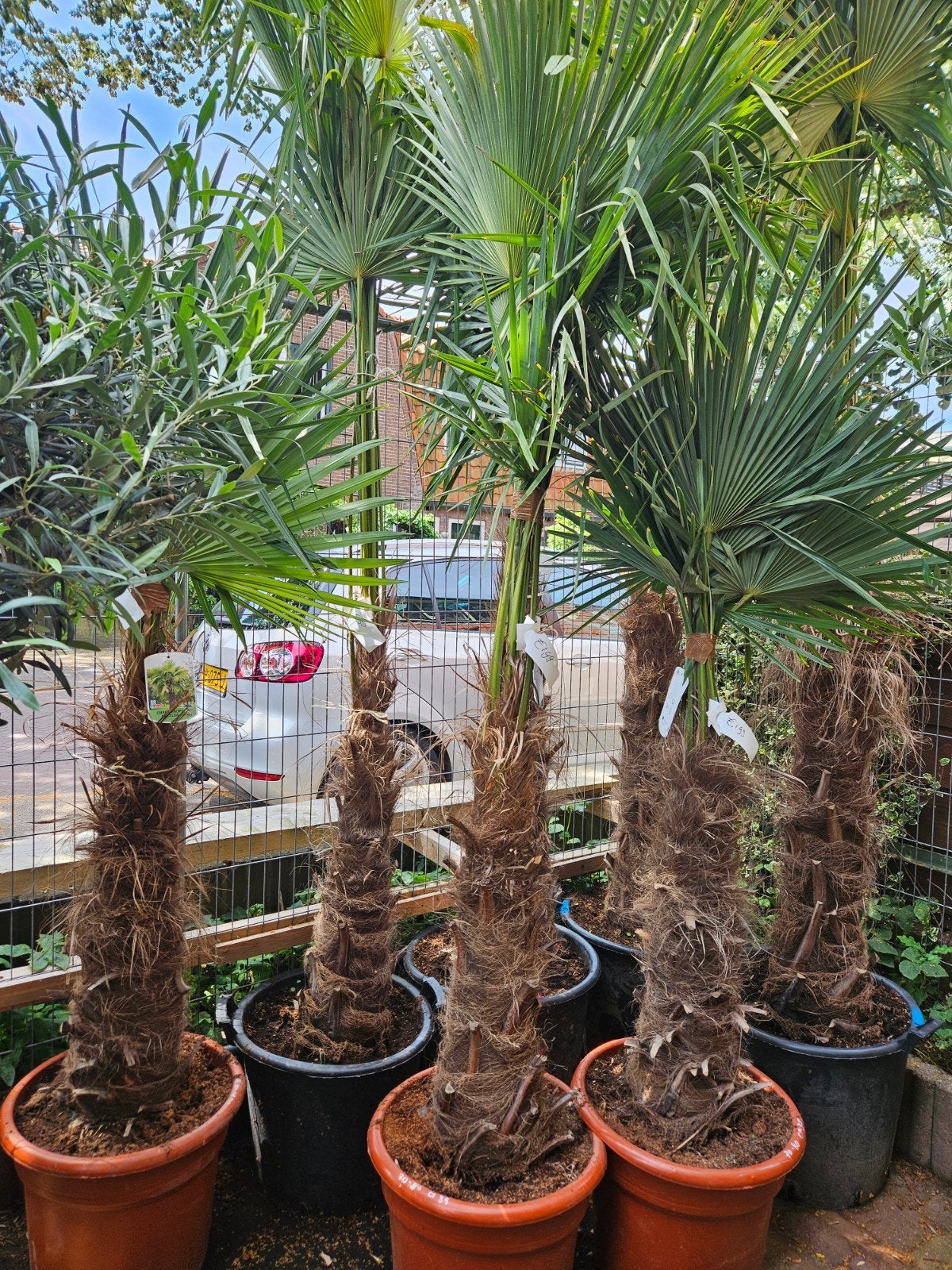 Trachycarpus Wagnerianus & Fortunei Palmboom winterhard, Ophalen of Verzenden, Overige soorten, Volle zon