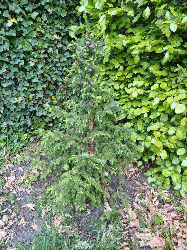 Kerstboompje, Tuin en Terras, Planten | Struiken en Hagen, Ophalen, Overige soorten, Minder dan 100 cm