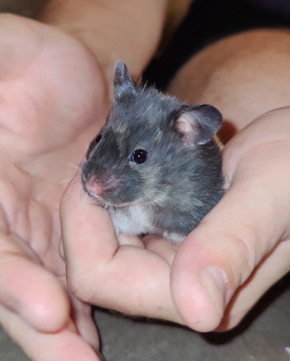 Lief zwart driekleur hamster baby vrouwtje, Dieren en Toebehoren, Augustus, Hamster, Tam