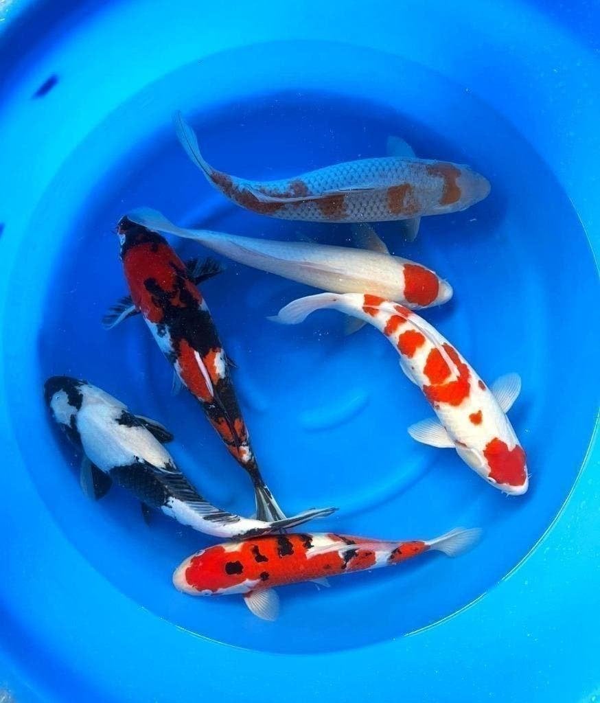 Japankoi, Jonge jumbo`s Nisai en al 55cm groot, Karper of Koi
