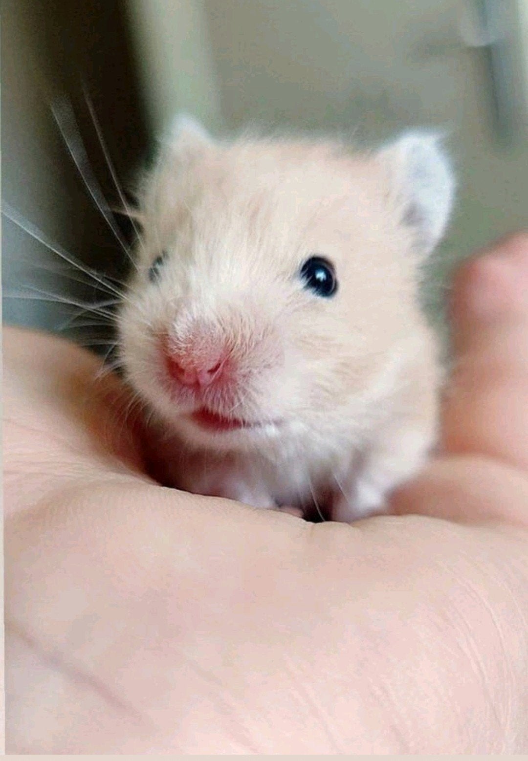 Syrische hamster jonkies babies, Dieren en Toebehoren, Knaagdieren, Hamster, Mei, Meerdere dieren, Tam