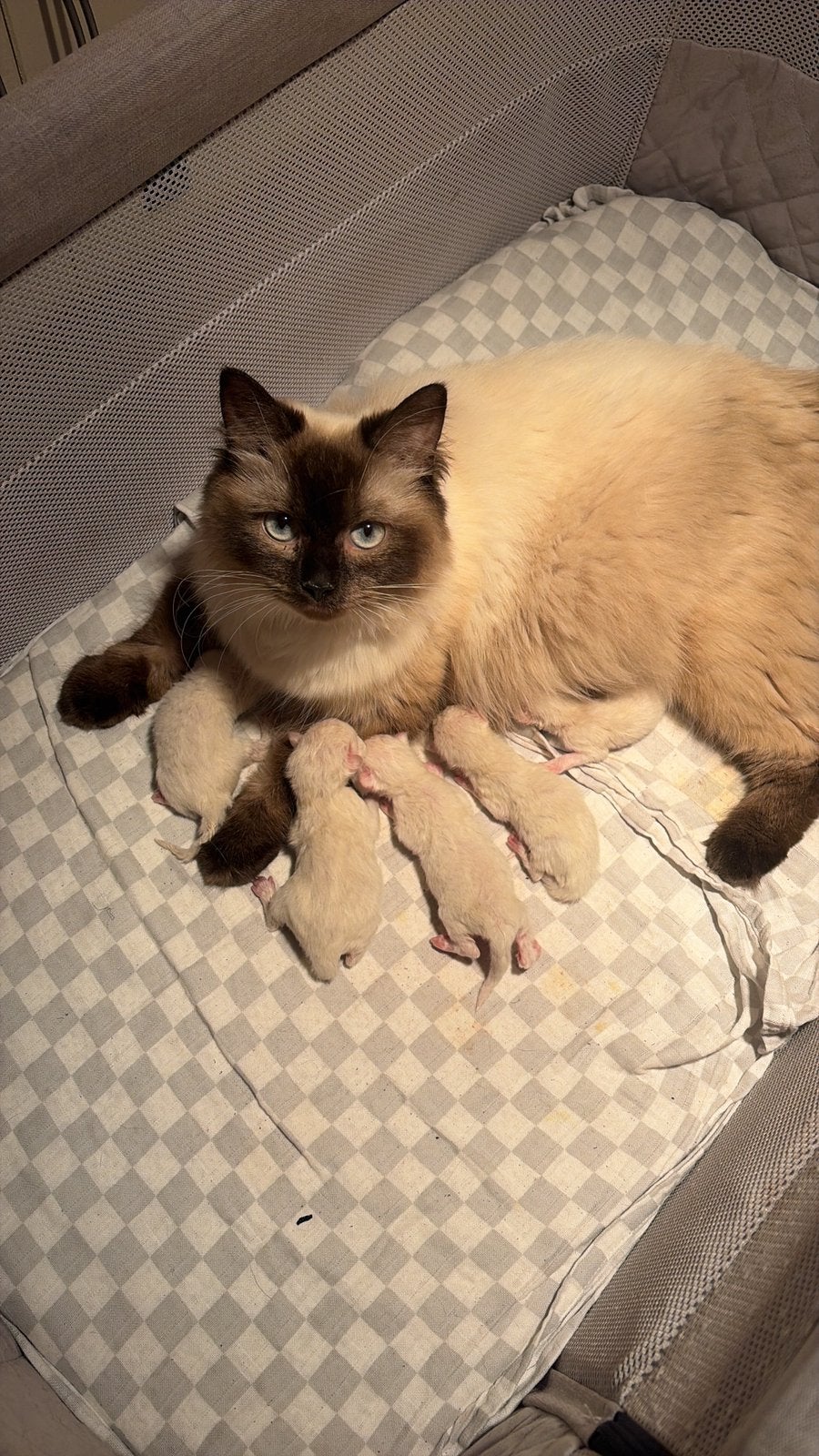 Ragdoll, Meerdere dieren, Gechipt
