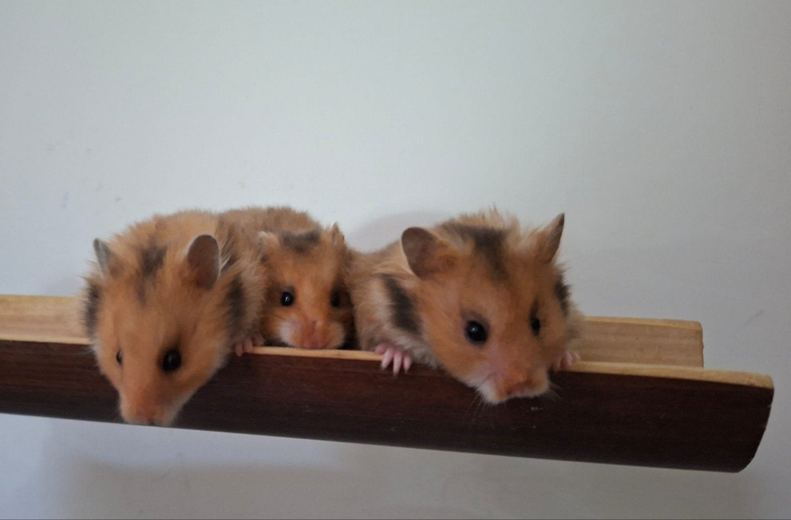 Syrische Goud Hamsters - alleen dames lang en kortharig, Juni, Meerdere dieren, Hamster
