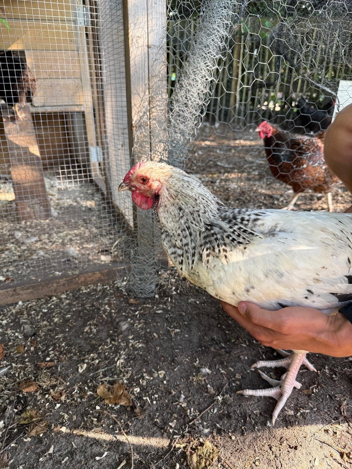 Wyandotte hennen en haantjes, Dieren en Toebehoren, Meerdere dieren, Kip