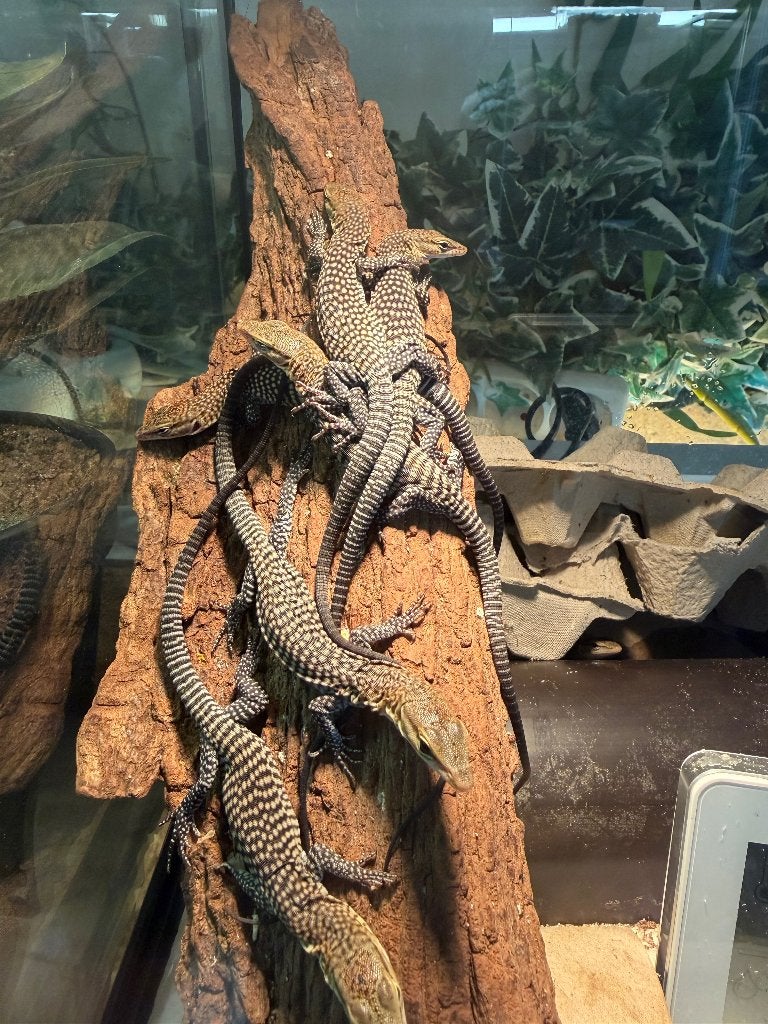 Varanus tristis tristis Monitor Lizard photo 3