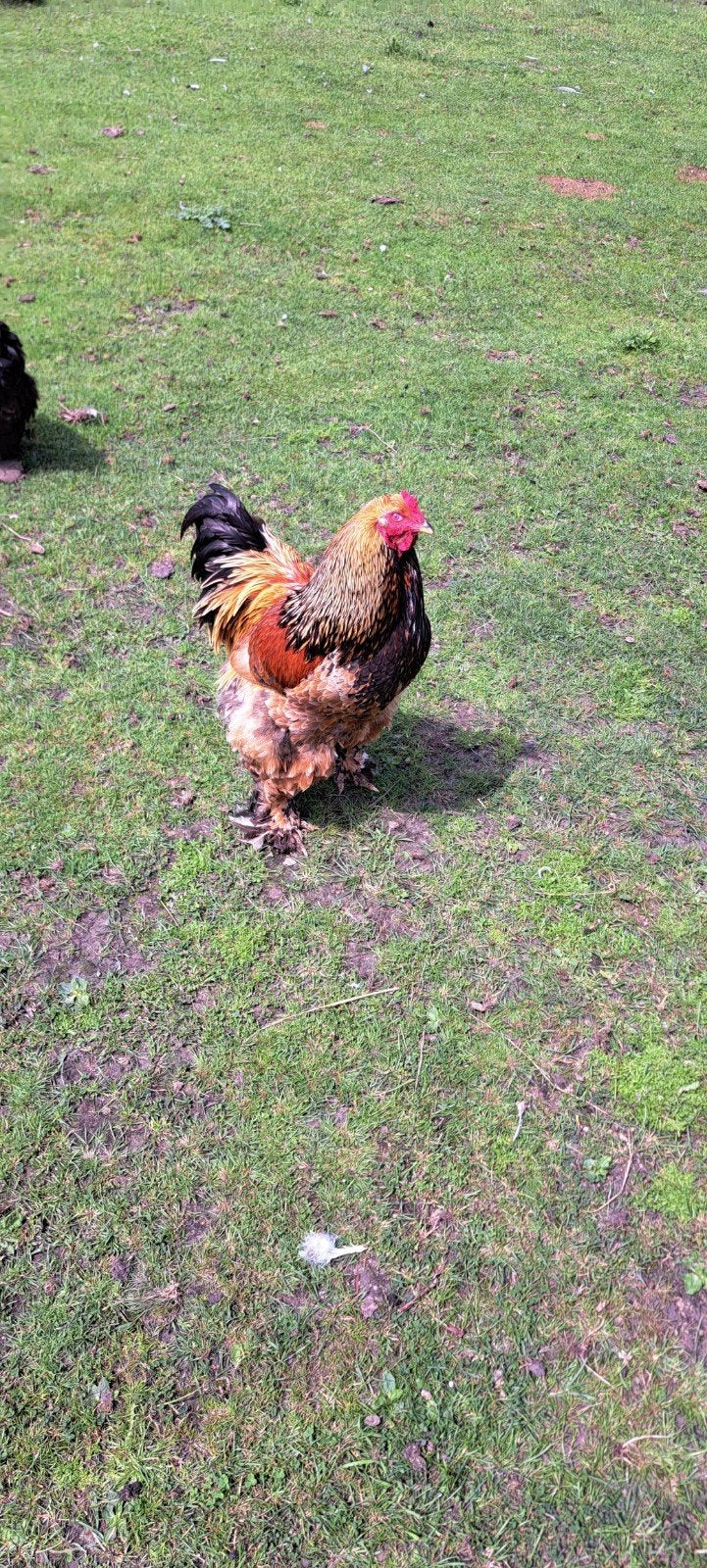 Brahma haan Gratis!, Dieren en Toebehoren, Mannelijk, Kip