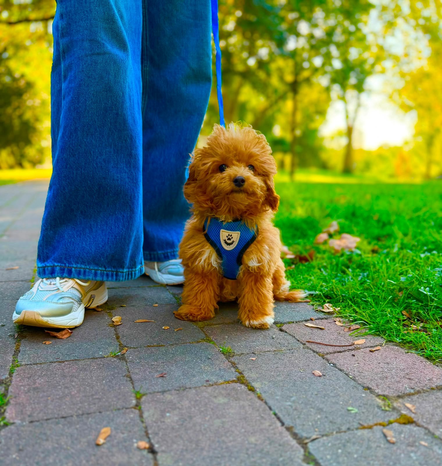 TOYPOEDEL / POEDEL / TOY POODLE – AZIATISCHE BLOEDLIJNEN, Poedel, 15 weken tot 1 jaar, Reu, Buitenland