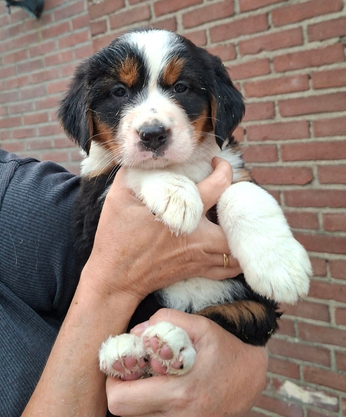 Te koop prachtige kruising Berner Sennen pups, Nederland, Parvo, 8 tot 15 weken, Groot