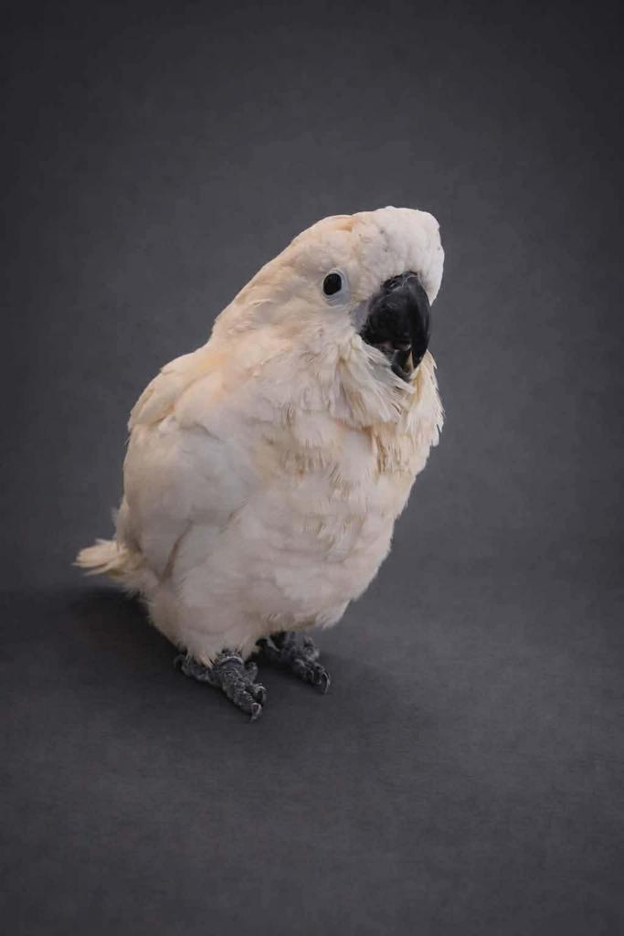 Baby molukken kaketoe, Vrouwelijk, Papegaai, Pratend