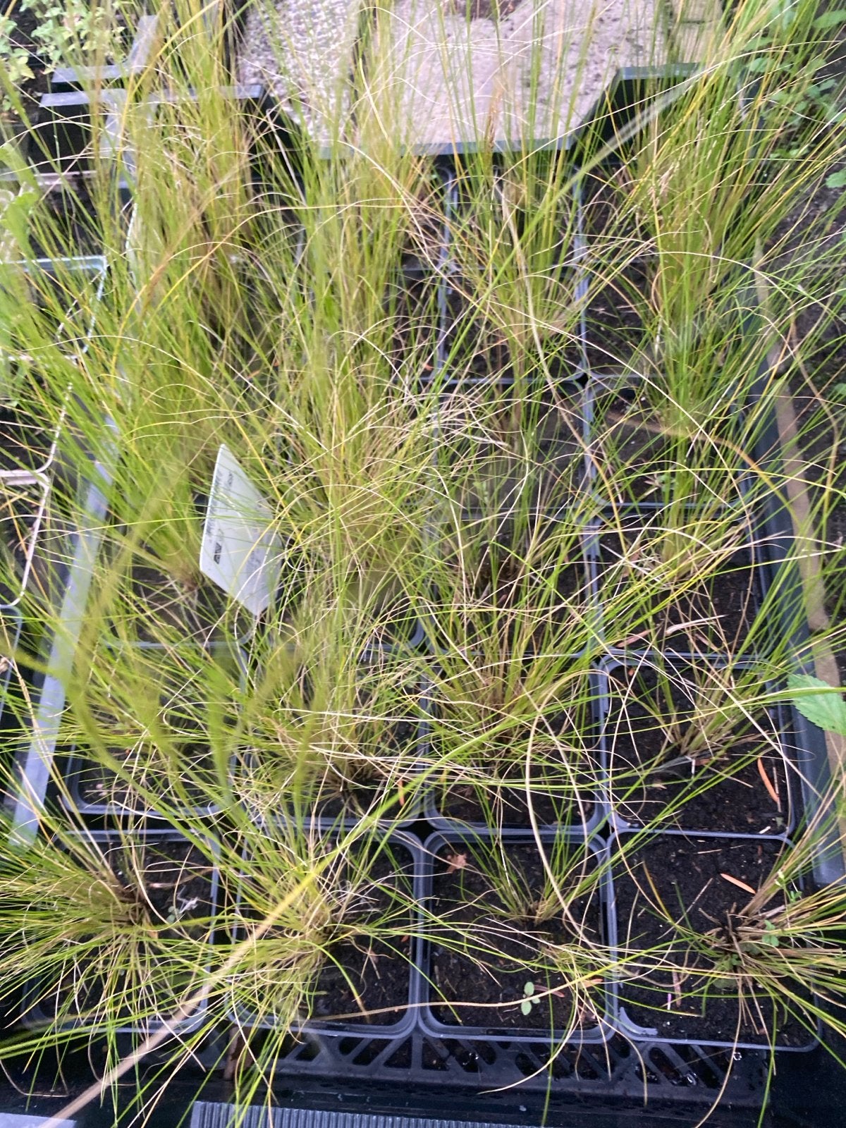 Stipa Siergras - Elegant en onderhoudsvriendelijk, Ophalen, Volle zon, Vaste plant, Siergrassen